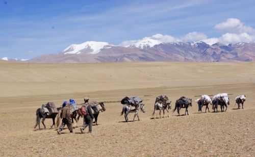 TREKKING IN LADAKH | CHANGTANG 2017